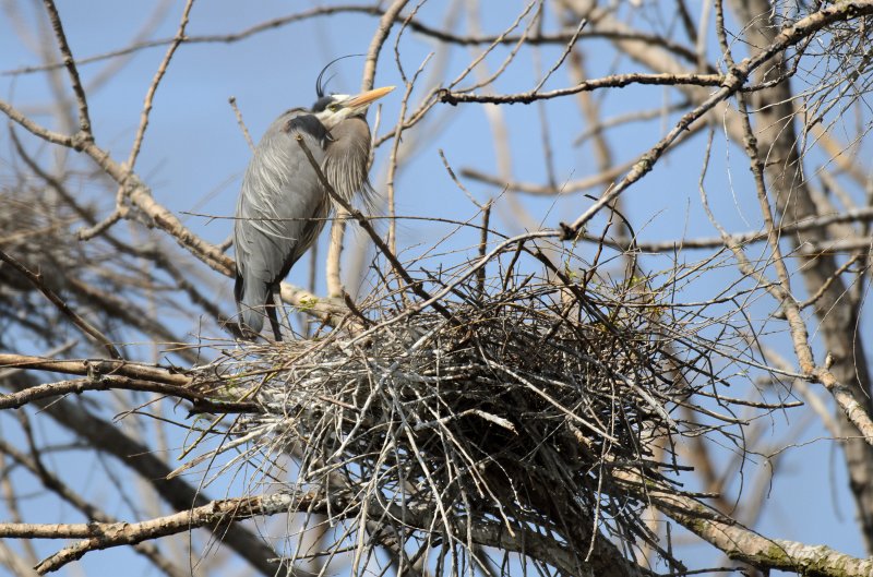 Danada043011-2458.jpg - Great Blue Heron Rookery, Danada Forest Preserve