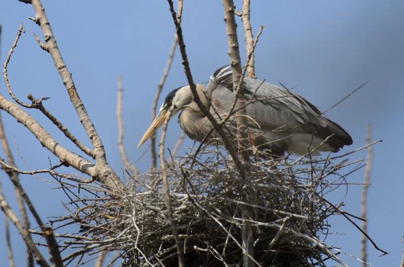 Danada043011-2464.jpg - Great Blue Heron Rookery, Danada Forest Preserve