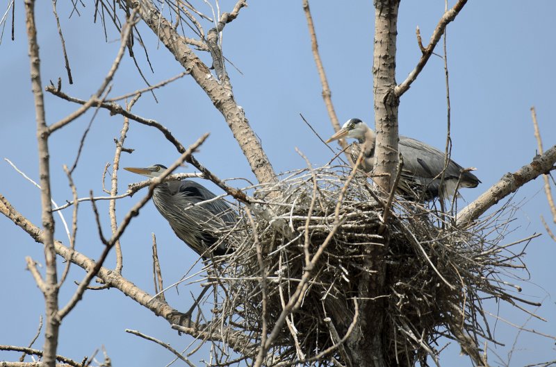Danada043011-2479.jpg - Great Blue Heron Rookery, Danada Forest Preserve