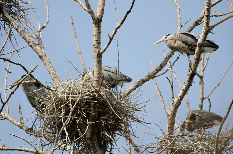 Danada043011-2487.jpg - Great Blue Heron Rookery, Danada Forest Preserve