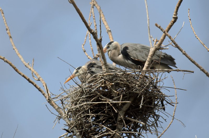 Danada043011-2491.jpg - Great Blue Heron Rookery, Danada Forest Preserve