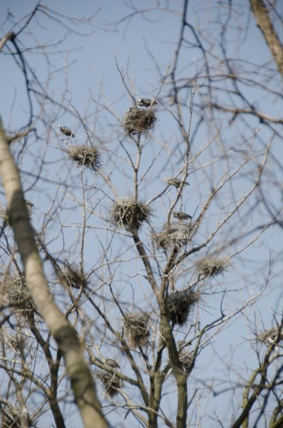 Danada043011-2493.jpg - Great Blue Heron Rookery, Danada Forest Preserve