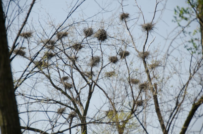Danada043011-2494.jpg - Great Blue Heron Rookery, Danada Forest Preserve