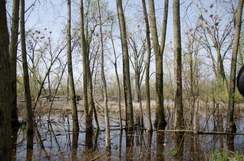 Danada043011-2497.jpg - Great Blue Heron Rookery, Danada Forest Preserve