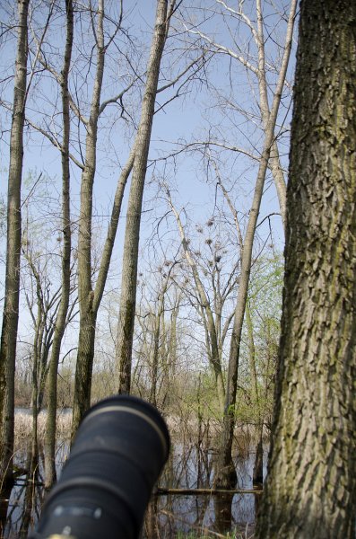 Danada043011-2498.jpg - Great Blue Heron Rookery, Danada Forest Preserve