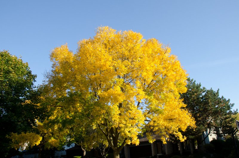 FallColorsOct11-6137.jpg - Fall Colors, Marls Court