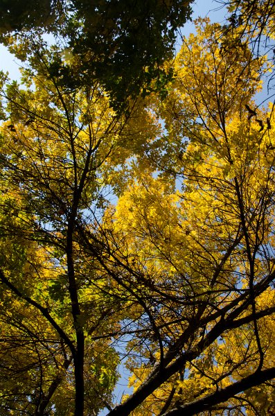 FallColorsOct11-6141.jpg - Fall Colors, Marls Court