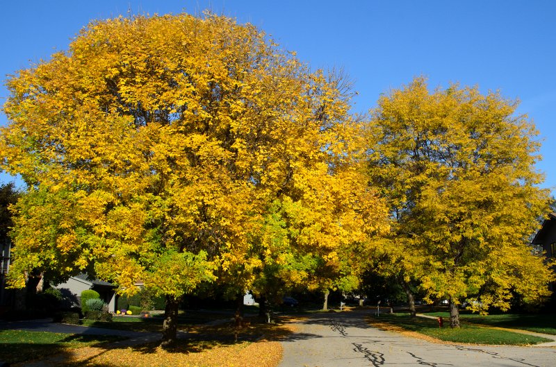 FallColorsOct11-6153.jpg - Fall Colors, Marls Court