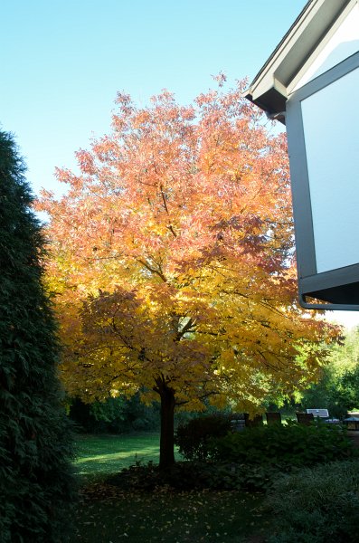 FallColorsOct11-6155.jpg - Fall Colors, Marls Court