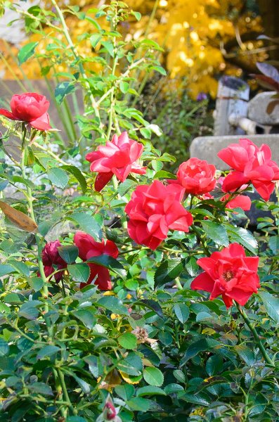 FallColorsOct11-6258.jpg - Backyard