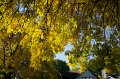 FallColorsOct11-6143