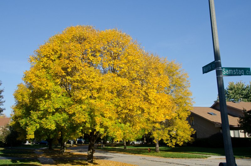 FallColorsOct11-6152.jpg - Fall Colors, Marls Court