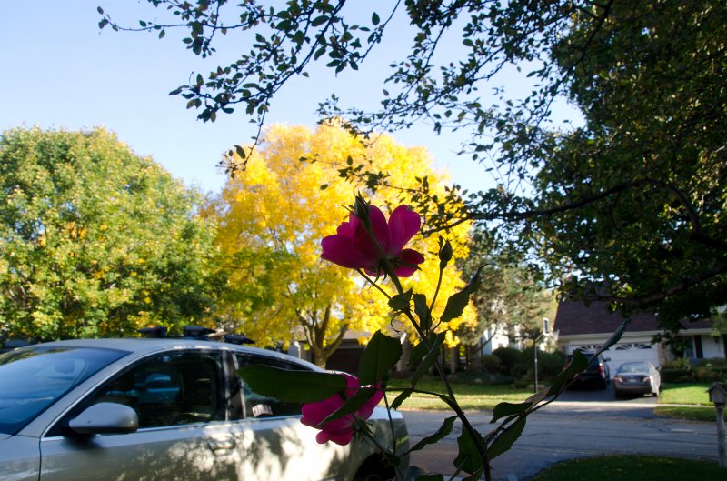 FallColorsOct11-6166.jpg - Fall Colors, Marls Court