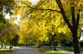 FallColorsOct11-6139
