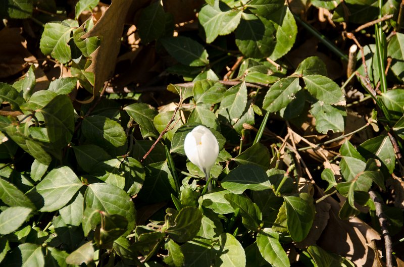 Manhattan032611-1815-2.jpg - Crocus. Walk through Central Park