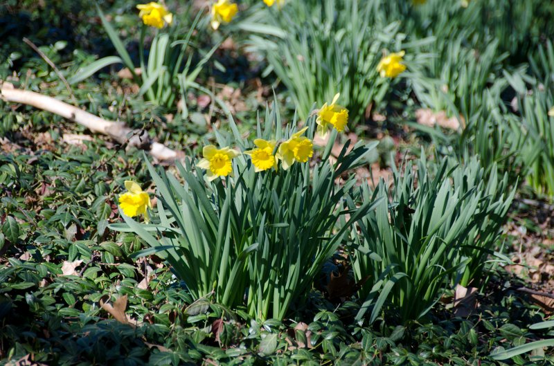 Manhattan032611-1817-2.jpg - Daffodil. Walk through Central Park