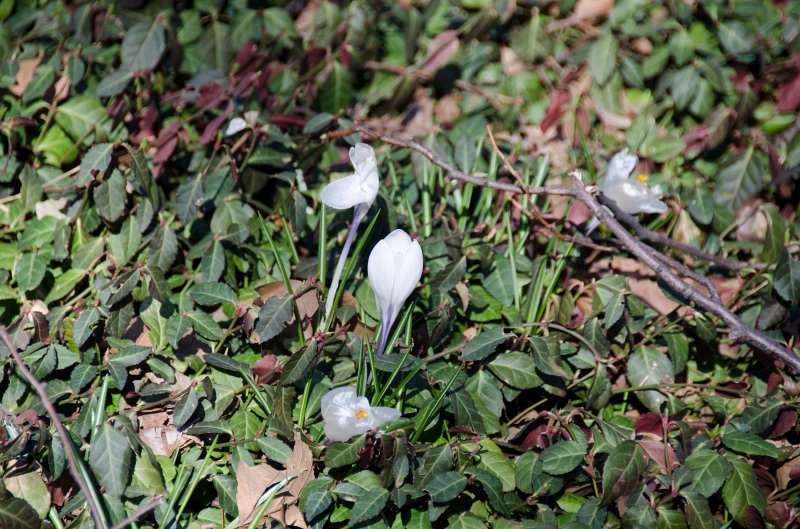 Manhattan032611-1818-2.jpg - Crocus. Walk through Central Park