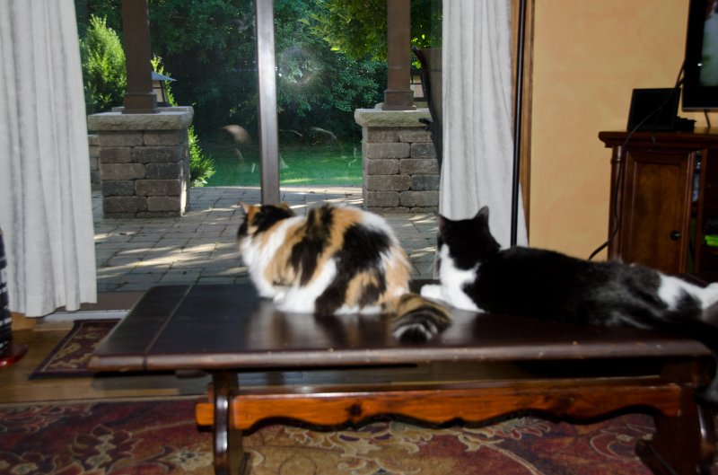MikeBdayJuly11-5027.jpg - Cat's watching out back