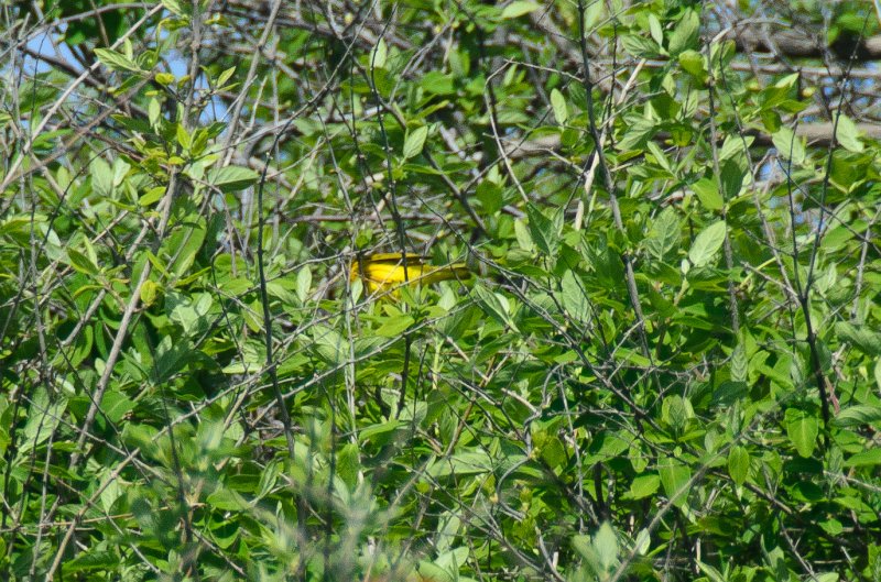 DSC_2863.jpg - King's Beach, Ocean Drive, Newport