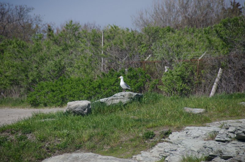 DSC_2895.jpg - King's Beach, Ocean Drive, Newport