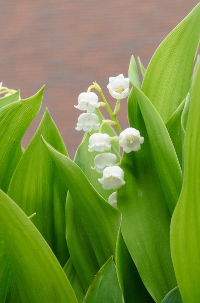 DSC_2711.jpg - Lily of the Valley. Spring Flowers along Prospect Street