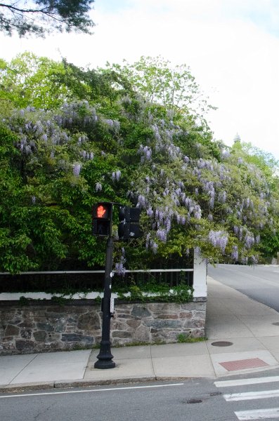 DSC_2713.jpg - Wisteria Flowers along Prospect Street