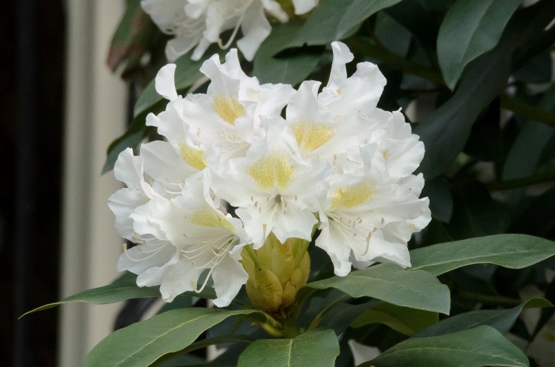 DSC_2718.jpg - Azelea Flowers along Prospect Street
