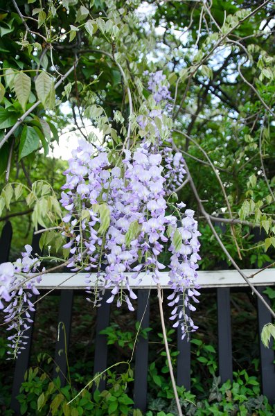 DSC_2720.jpg - Wisteria Flowers along Prospect Street