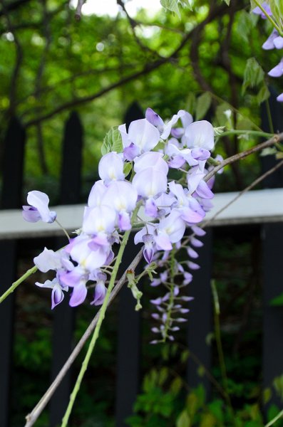DSC_2721.jpg - Wisteria Flowers along Prospect Street