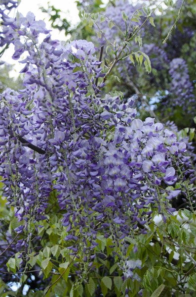 DSC_2722.jpg - Wisteria Flowers along Prospect Street