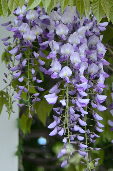 DSC_2728.jpg - Wisteria Flowers along Prospect Street