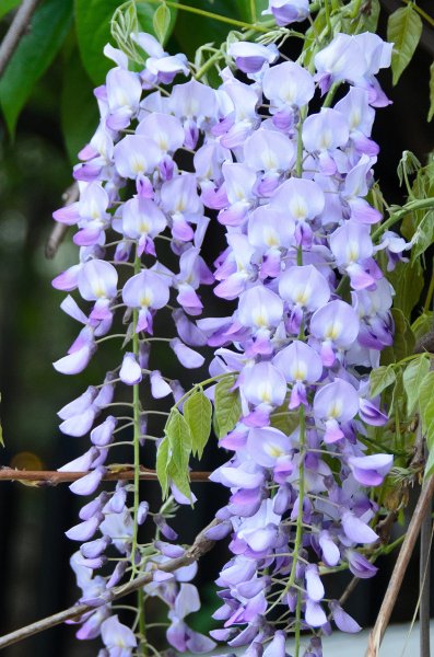 DSC_2729.jpg - Wisteria Flowers along Prospect Street