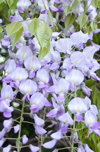 DSC_2730.jpg - Wisteria Flowers along Prospect Street