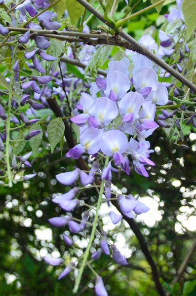 DSC_2733.jpg - Wisteria Flowers along Prospect Street