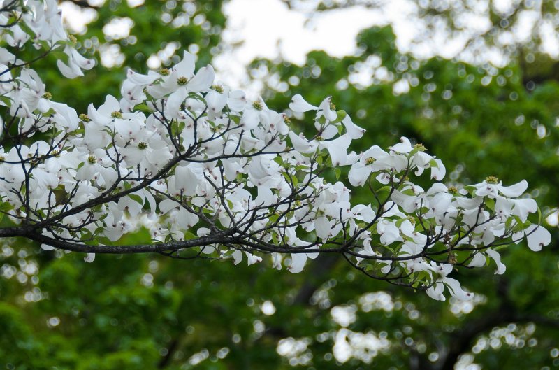 DSC_2734.jpg - Dogwood. Spring Flowers along Prospect Street
