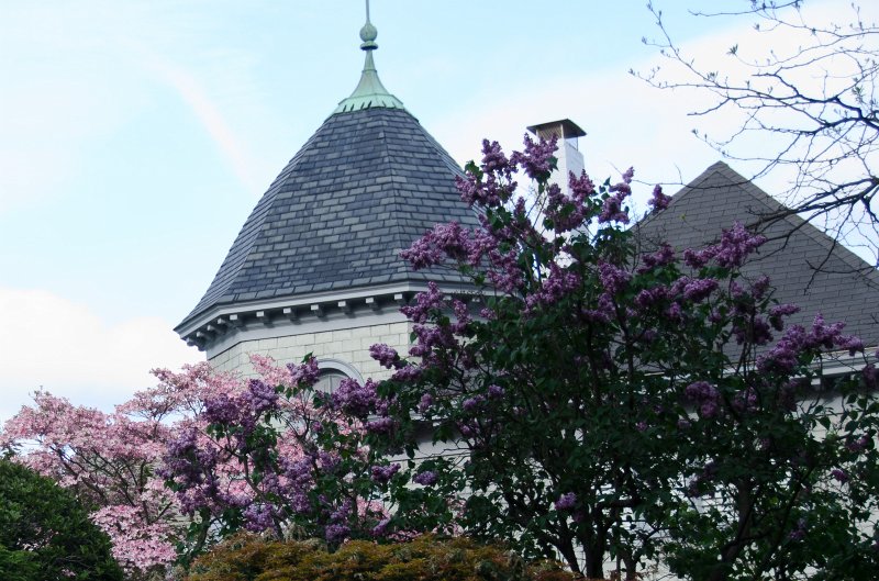 DSC_2736.jpg - Dogwood flowers along Prospect Street