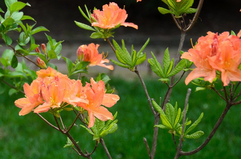DSC_2752.jpg - Azelea. Spring Flowers along Prospect Street