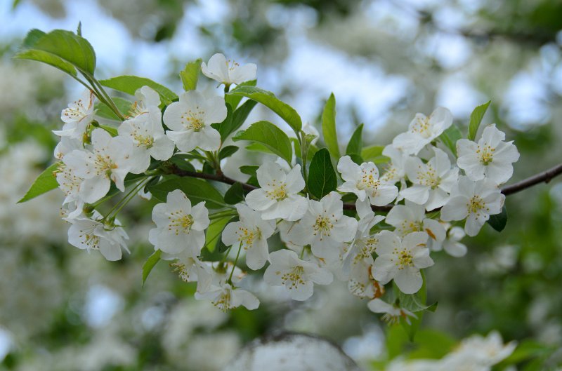 DSC_2754.jpg - Crabapple. Spring Flowers along Prospect Street