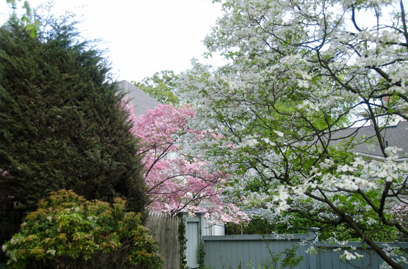 DSC_2759.jpg - Spring Flowers along Prospect Street
