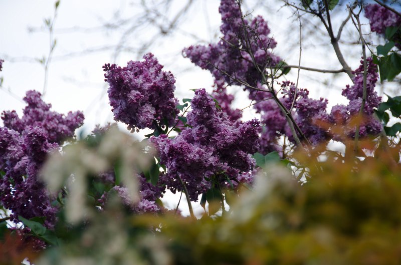 DSC_2760.jpg - Spring Flowers along Prospect Street