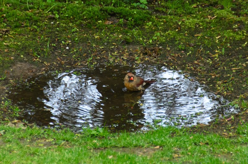 DSC_2929.jpg - On the grounds of the Woods-Gerry building