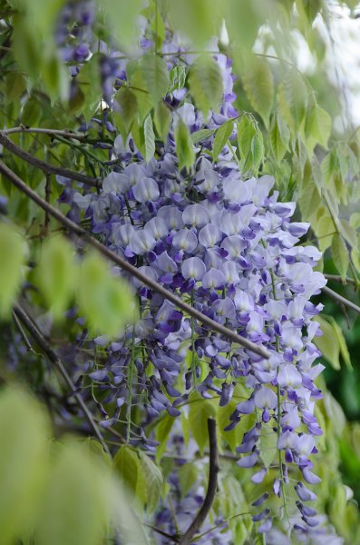 DSC_2726.jpg - Wisteria Flowers along Prospect Street