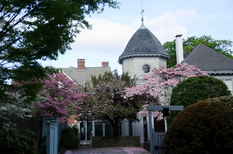 DSC_2737.jpg - Dogwood flowers along Prospect Street