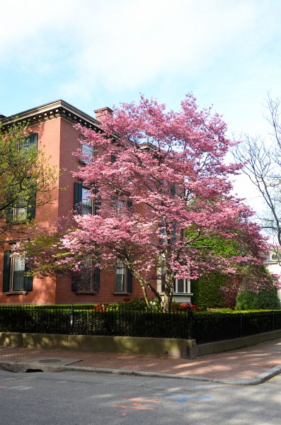 DSC_2750.jpg - Dogwood flowers along Prospect Street