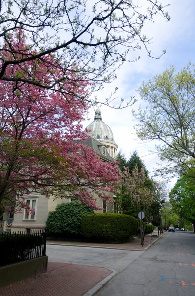 DSC_2756.jpg - Spring Flowers along Prospect Street