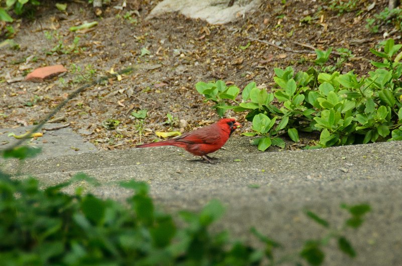 DSC_2922.jpg - Cardinal on the grounds of the Woods-Gerry building