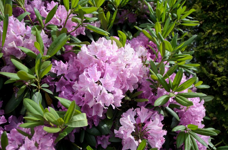 Providence060211-3293.jpg - Azalea