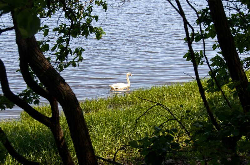 Providence060211-3696.jpg - Swan at Swan Point on the Seekonk River
