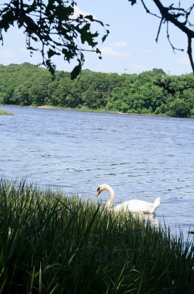 Providence060211-3714.jpg - Swan at Swan Point on the Seekonk River