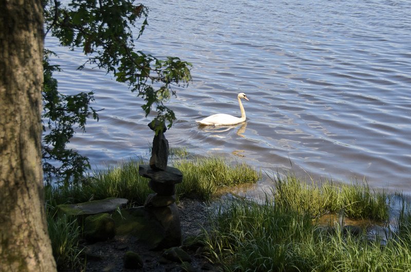 Providence060211-3732.jpg - Swan at Swan Point on the Seekonk River